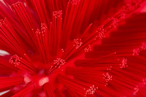 PARTA 45004EC05 Plastic Multi-Purpose Valve Brush, Pipe Brush, Round Brush With Polyester Bristles, Color Coded For Commercial Cleaning, Kitchen, Restaurant, Bathroom, 7.1 X 4 X 7.1 Inches, Red - Image 4